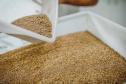 Pesquisadores da Universidade Tecnológica Federal do Paraná desenvolveram um material produzido a partir do crescimento de fungos em resíduos da agroindústria que pode substituir plásticos, poliestireno expandido e outros materiais danosos ao meio ambiente utilizados na indústria de embalagens e na construção civil. Foto: Fundação Araucária