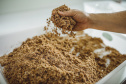 Pesquisadores da Universidade Tecnológica Federal do Paraná desenvolveram um material produzido a partir do crescimento de fungos em resíduos da agroindústria que pode substituir plásticos, poliestireno expandido e outros materiais danosos ao meio ambiente utilizados na indústria de embalagens e na construção civil. Foto: Fundação Araucária