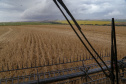 Principal produto do agro paranaense e brasileiro, o cultivo da soja ocupa mais de um quarto de todo o território do Estado e está espalhado por todas as regiões.  -  Foto: Gilson Abreu/AEN