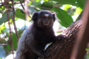 O Instituto Água e Terra (IAT), vinculado à Secretaria do Desenvolvimento Sustentável e do Turismo (Sedest), orienta a população sobre a diferença de animais silvestres nativos e exóticos no Estado. As espécies de animais podem ser divididas em categorias com especificidades quanto ao seu local de origem. Foto: Divulgação Sedest/IAT