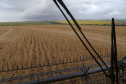 A safra de grãos 2020/2021 do Paraná poderá somar 42 milhões de toneladas, volume 3% superior ao do ciclo passado. A área total, de 10,2 milhões de hectares, é 2% maior. As informações são do Departamento de Economia Rural (Deral), da Secretaria de Estado da Agricultura e do Abastecimento.  -  Foto: Gilson Abreu/AEN