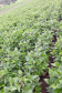 Produtores de feijão e milho interessados em melhorar a produtividade das suas lavouras estão convidados a participar de um Dia de Campo Virtual, nos dias 30 e 31. A atividade é parte da ação do Projeto Centro-Sul de Feijão e Milho, uma parceria entre a Syngenta e o IDR-Paraná (Instituto de Desenvolvimento Rural do Paraná-Iapar-Emater). -  Curitiba, 29/03/2021  -  Foto: Divulgação IDR