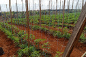 Governo promove qualidade de vida e renda para pequenos produtores  -  Foto: Divulgação IDR-Paraná