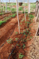 Governo promove qualidade de vida e renda para pequenos produtores  -  Foto: Divulgação IDR-Paraná