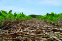 O agronegócio brasileiro vem se comprometendo cada vez mais com a adoção de práticas que poupam os recursos naturais e diminuem a emissão de carbono para a atmosfera. Essa é a conclusão do artigo Desenvolvimento da agricultura de baixo carbono no Brasil, publicado pelo Instituto de Pesquisa Econômica Aplicada (Ipea), órgão vinculado ao Ministério da Economia.  -  Foto: Divulgação IAPAR