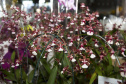 A Ceasa Curitiba está intensificando os cuidados na circulação em seu mercado atacadista tanto de hortigranjeiros, como para a comercialização de flores e plantas ornamentais. - Curitiba, 16/04/2021  -  Foto: CEASA/PR