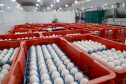 Produção de ovo - Granja feliz.
Arapongas-Pr - 04/2021
Gilson Abreu/AEN