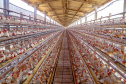 Produção de ovo - Granja feliz.
Arapongas-Pr - 04/2021
Gilson Abreu/AEN