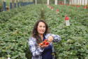 Produção de morango se destaca na região de Curitiba e cresce em todo Paraná. Na foto, Rosana Gabardo Pallu. Foto: Ari Dais/AEN