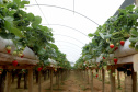 Produção de morango se destaca na região de Curitiba e cresce em todo Paraná. Foto: Ari Dais/AEN