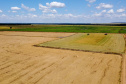 Fazenda Bassani em Santa Isabel do Ivaí. Foto: Ari Dias/AEN