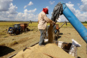 Colheita de arroz - Fazendas Volta Grande e Nova Brasília.Foto: Ari Dias/AEN