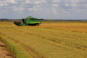 Colheita de arroz - Fazendas Volta Grande e Nova Brasília.Foto: Ari Dias/AEN