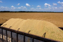 Fazenda Bassani em Santa Isabel do Ivaí. Foto: Ari Dias/AEN