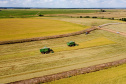 Colheita de arroz - Fazendas Volta Grande e Nova Brasília.Foto: Ari Dias/AEN