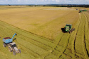 Colheita de arroz - Fazendas Volta Grande e Nova Brasília.Foto: Ari Dias/AEN