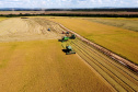 Colheita de arroz - Fazendas Volta Grande e Nova Brasília.Foto: Ari Dias/AEN