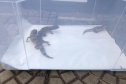 Animais de espécimes nativas e exóticas foram apreendidos durante cumprimento de mandados de busca e apreensão em Maringá, no Noroeste do Estado, nesta terça-feira (25). A operação contou com o apoio do Batalhão de Polícia Ambiental ? Força Verde. - Foto: IAT/SEDEST