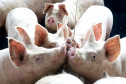 Suinocultura. CARAMBEÍ,  Foto:Jaelson Lucas / AEN