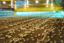 Granja de frangos . Foto:Jose Fernando Ogura/AEN