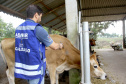 Foto:Jaelson Lucas /AEN