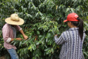Produção e colheita de café  -  Foto: José Fernando Ogura/AEN