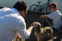 Equipes do Programa Permanente de Castração de Cães e Gatos (CastraPet), da Secretaria de Estado do Desenvolvimento Sustentável e do Turismo (Sedest), concluíram neste sábado (29) a castração de 719 animais em Piraquara. O Município é um dos últimos do ciclo que encerra no final de junho, com atendimento em 45 localidades e 15 mil pets castrados.  -  Piraquara, 29/05/2021  - Foto: Alessandro Vieira/AEN