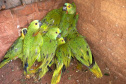 IAT encaminha para tratamento 58 aves nativas feridas após tempestade
. Foto: IAT/Força Verde