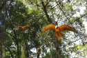 04/2019 - Foz do Iguaçu - Parque das Aves. Foto: José Fernando Ogura/AEN