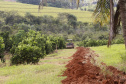 Produtores de limão em Altônia  -  Foto: Gilson Abreu/AEN