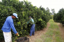 Produtores de limão em Altônia  -  Foto: Gilson Abreu/AEN