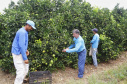 Produtores de limão em Altônia  -  Foto: Gilson Abreu/AEN
