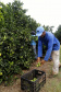 Produtores de limão em Altônia  -  Foto: Gilson Abreu/AEN