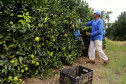 Produtores de limão em Altônia  -  Foto: Gilson Abreu/AEN