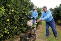 Produtores de limão em Altônia - Devaldir Antonio Vendramini, 47 anos de Altônia e 25 dedicados à fruticultura   -  Foto: Gilson Abreu/AEN