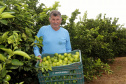 Produtores de limão em Altônia - Devaldir Antonio Vendramini, 47 anos de Altônia e 25 dedicados à fruticultura   -  Foto: Gilson Abreu/AEN