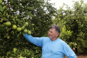 Produtores de limão em Altônia - Devaldir Antonio Vendramini, 47 anos de Altônia e 25 dedicados à fruticultura   -  Foto: Gilson Abreu/AEN