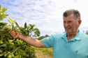 Produtores de limão em Altônia - Devaldir Antonio Vendramini, 47 anos de Altônia e 25 dedicados à fruticultura   -  Foto: Gilson Abreu/AEN