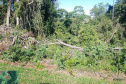 Fiscais do Instituto Água e Terra (IAT) identificaram mais de 100 hectares (ha) de desmatamento na região Centro-Sul do Estado, na última semana. O IAT é um órgão vinculado à Secretaria do Desenvolvimento Sustentável e do Turismo (Sedest). -  Curitiba, 05/07/2021  -  Foto: SEDEST/IAT