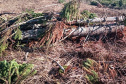 Fiscais do Instituto Água e Terra (IAT) identificaram mais de 100 hectares (ha) de desmatamento na região Centro-Sul do Estado, na última semana. O IAT é um órgão vinculado à Secretaria do Desenvolvimento Sustentável e do Turismo (Sedest). -  Curitiba, 05/07/2021  -  Foto: SEDEST/IAT