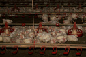 GRANJA DE FRANGOS  - Lídio Michels - Produtor de Frangos em Toledo, Oeste do Paraná  -  Toledo, 29/06/2021  -  Foto: Ari Dias/AEN