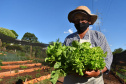 O Programa Cultivar Energia, da Copel, já acumula 7 hortas comunitárias espalhadas pelo Paraná, com previsão de implantar mais 5 ainda este ano. Pelo menos 270 famílias são diretamente beneficiadas pela iniciativa, que consiste na implantação de hortas comunitárias sob linhas de alta, média e baixa tensão da Companhia, permitindo um uso seguro e nobre dessas áreas.  - Curitiba, 13/07/2021  -  Foto: Copel