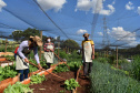 O Programa Cultivar Energia, da Copel, já acumula 7 hortas comunitárias espalhadas pelo Paraná, com previsão de implantar mais 5 ainda este ano. Pelo menos 270 famílias são diretamente beneficiadas pela iniciativa, que consiste na implantação de hortas comunitárias sob linhas de alta, média e baixa tensão da Companhia, permitindo um uso seguro e nobre dessas áreas.  - Curitiba, 13/07/2021  -  Foto: Copel