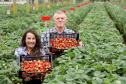 Produção de morango se destaca na região de Curitiba e cresce em todo Paraná. Na foto, Rosana Gabardo Pallu e José Marcos Pallu. Foto: Ari Dais/AEN