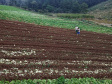 ORGÂNICOS -  Tijucas do Sul -  Produtor Lourival Pereira da Silva  -  Tijucas do Sul, 25/06/2021  -  foto: José Fernando Ogura/AEN