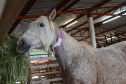 O Hospital Veterinário do Centro Universitário Filadélfia (UniFil), em Londrina, região Norte do Estado, agora é oficialmente um Centro de Apoio à Fauna Silvestre (CAFS). O local presta auxílio ao Instituto Água e Terra (IAT) no recebimento de animais silvestres vítimas de atropelamento, maus-tratos, comércio ilegal, tráfico e cativeiro irregular, que precisam de atendimento veterinário. A inauguração aconteceu nessa sexta-feira (16).  -  Londrina, 16/07/2021  -  Foto: SEDEST/IAT