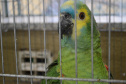 O Hospital Veterinário do Centro Universitário Filadélfia (UniFil), em Londrina, região Norte do Estado, agora é oficialmente um Centro de Apoio à Fauna Silvestre (CAFS). O local presta auxílio ao Instituto Água e Terra (IAT) no recebimento de animais silvestres vítimas de atropelamento, maus-tratos, comércio ilegal, tráfico e cativeiro irregular, que precisam de atendimento veterinário. A inauguração aconteceu nessa sexta-feira (16).  -  Londrina, 16/07/2021  -  Foto: SEDEST/IAT