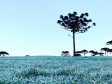 Paraná tem 16 cidades com temperaturas negativas; General Carneiro registrou -7,8ºC  Foto: Ana Tigrinho /AEN