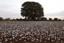 Pesquisa obtém 3x mais algodão com adequado manejo de água e pragas- Fase de abertura do capulho (espécie de capsula natural) e formação da pluma   -   Maringá, 20/07/2021  -  Foto: UEM