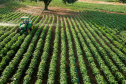 Pesquisa obtém 3x mais algodão com adequado manejo de água e pragas- Algodão na fase vegetativa; pesquisa tem parceria com Associação dos Cotonicultores do Paraná (Acopar)  -   Maringá, 20/07/2021  -  Foto: Acopar